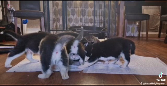 Starwars day, Husky pups. 6 male 3 female in Nottingham