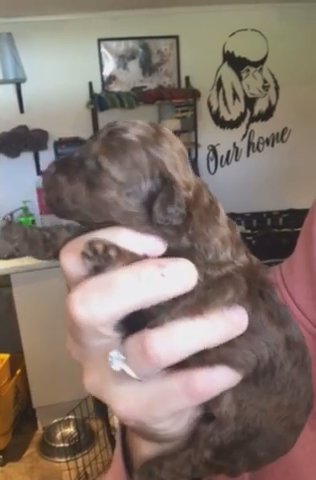 Toy Shihpoo Puppies in Blackpool