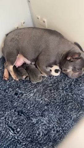 Beautiful Pet Male in London