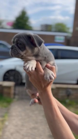 French Bulldog in Blaenau Gwent