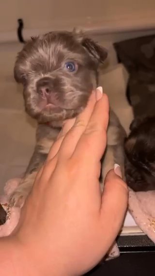 Visual Fluffy Lilac And Tan French Bulldog in Doncaster