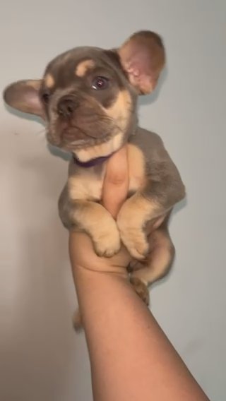 Lilac And Tan French Bulldog Female in Doncaster