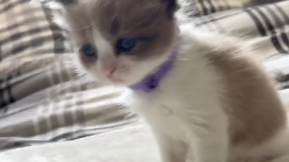 ONE MALE RAGDOLL KITTEN MINK AND WHITE in Blackpool