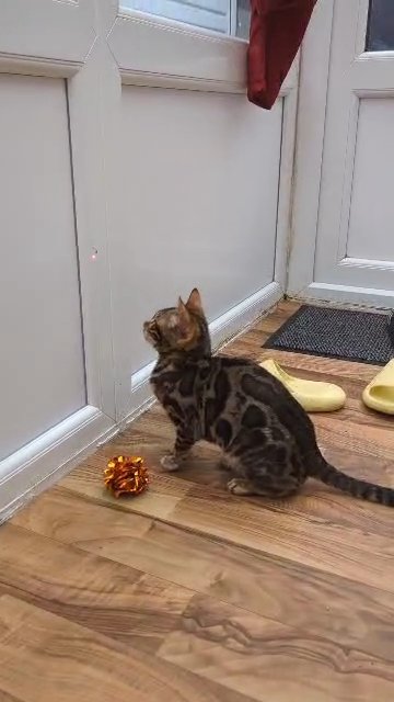 Bengal girl 8 months old in Swansea