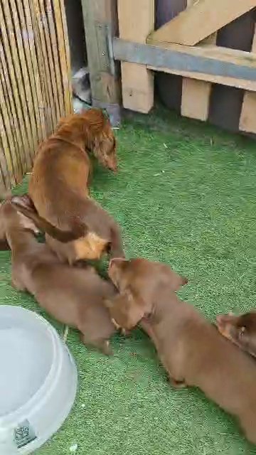 lovely kc registered dachshunds in London