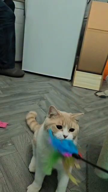 cream and white harlequin British shorthaired male in Denbighshire
