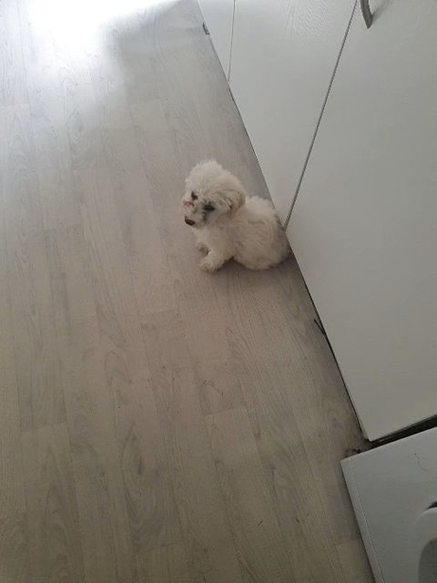 puppy puppy in Doncaster