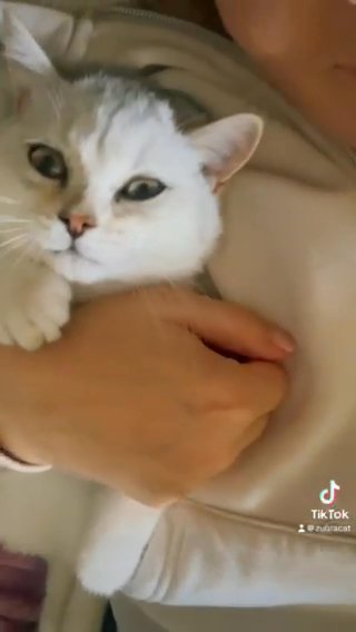 Pure Breed British Shorthair Kitten in London