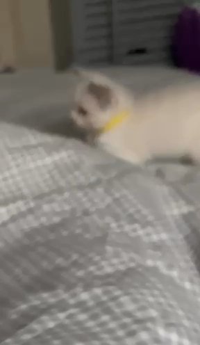 MALE PEDIGREE RAGDOLL KITTEN in Blackpool
