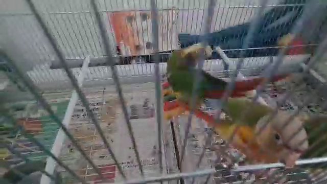 4 Conures 1gren and 3 pineapple in London