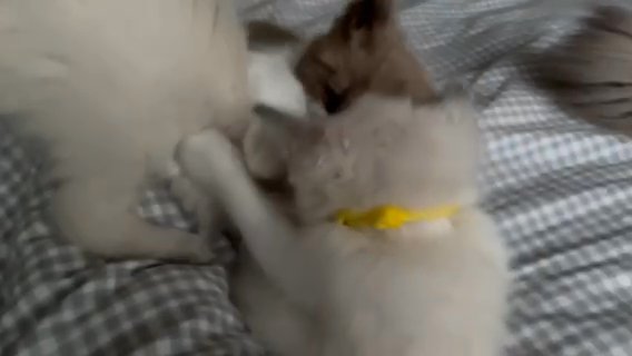 FEMALE RAGDOLL KITTEN in Blackpool