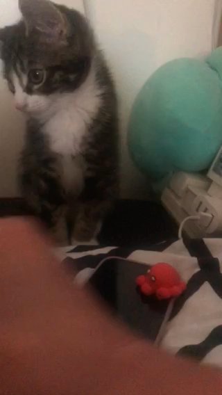 Beautiful Kitty in London