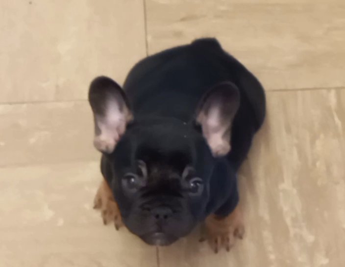 frenchbulldog puppies for sale in Birmingham