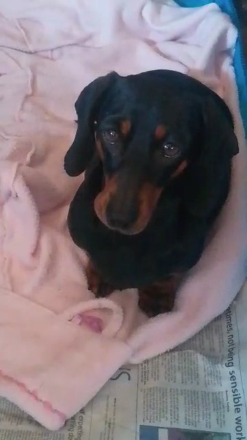 ⭐ MINIATURE DACHSHUNDS ⭐ in Sheffield