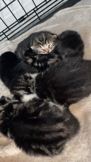 TABBY KITTENS in London