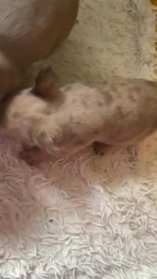 Tan Merle Frenchie in Birmingham