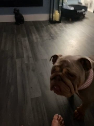 Wnglish Bulldog in County Durham