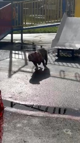 Beautiful English Bulldog in Liverpool