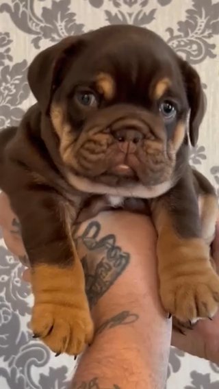 Female English Bulldog in Birmingham