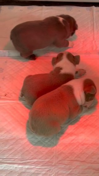 stunning blue eyed rare colours chunky Boston terrier puppies in Bromsgrove Worcestershire
