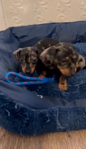 Miniature Dachshund in Manchester