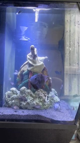 Polar Cichlids in Birmingham