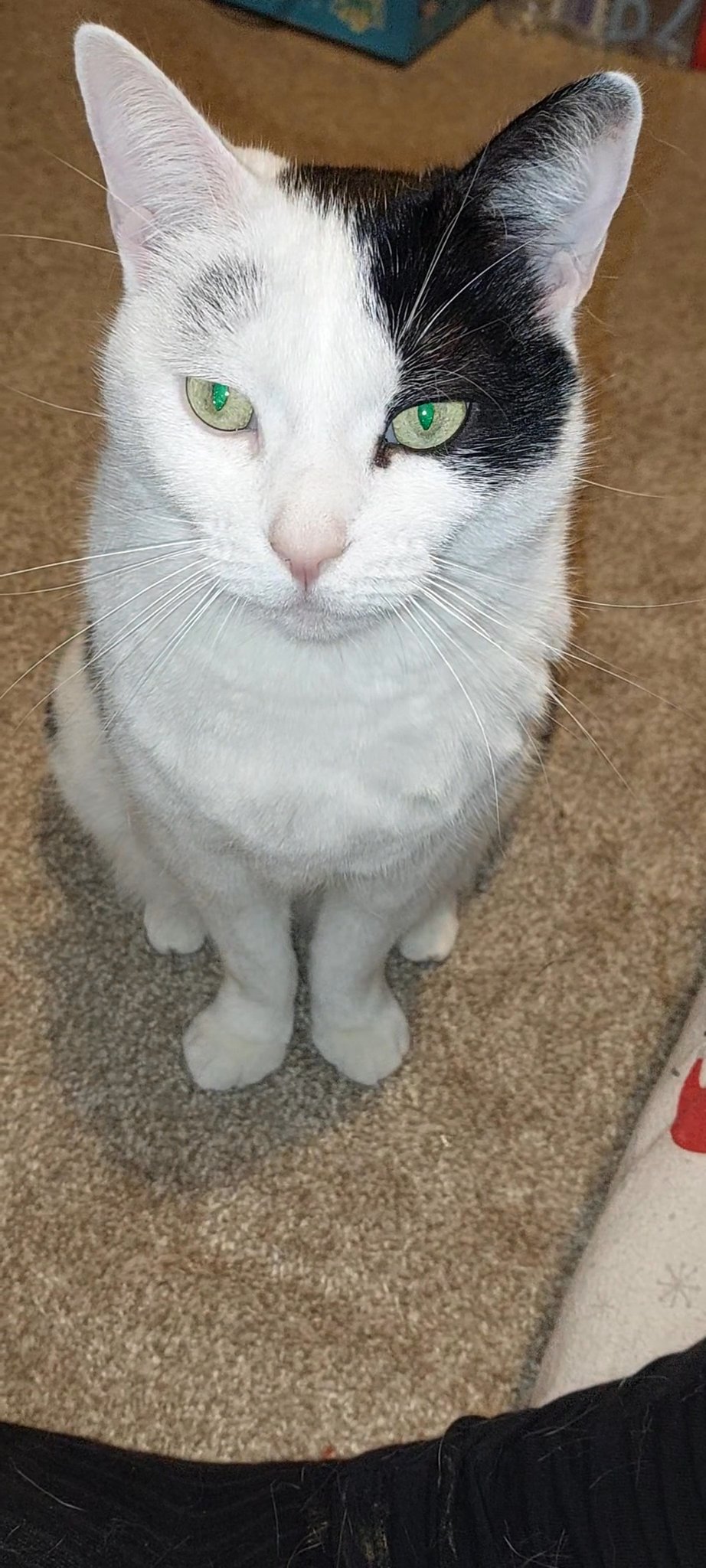 domestic short haired in North Lincolnshire