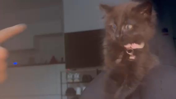 Kittens Looking For Forever Home in Milton Keynes
