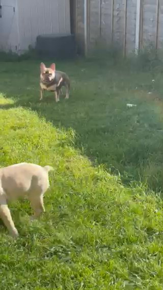 French Bulldog Boy in Sussex