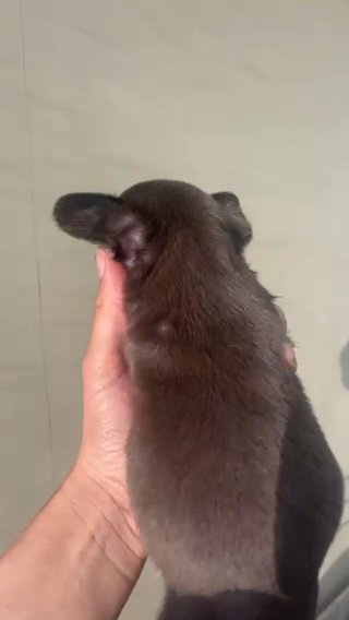 Male With Possible Pink,fluffy, Testable And EA in Lincoln