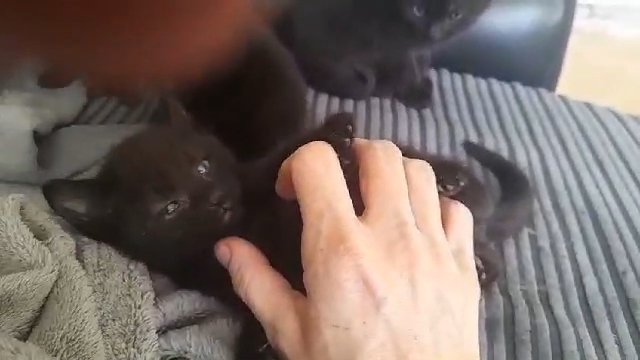 black ghost bengal babies, 8 weeks old in Sheffield