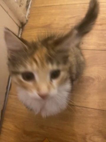 Kitten 1 And Half Month old Female in London