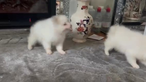 1 Female Pomeranian Puppy in Wycombe