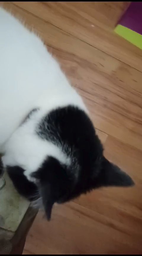 Snoopy (domestic long haired) in North Lincolnshire