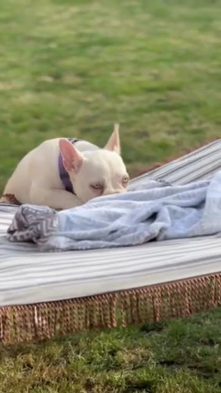 French Bulldog Girl SOLD PENDING COLLECTION in Sussex