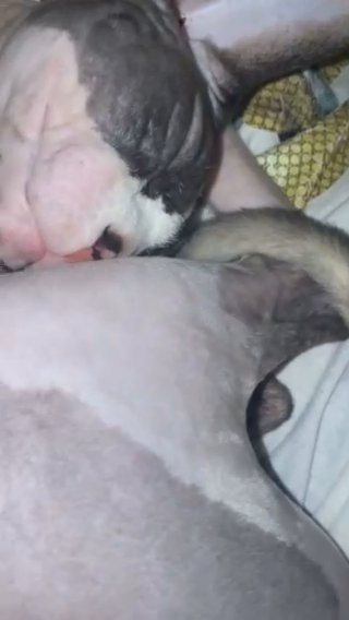 Sphynx Cat in South Derbyshire