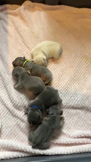 Last Boy Available- French bulldog puppies in Norfolk