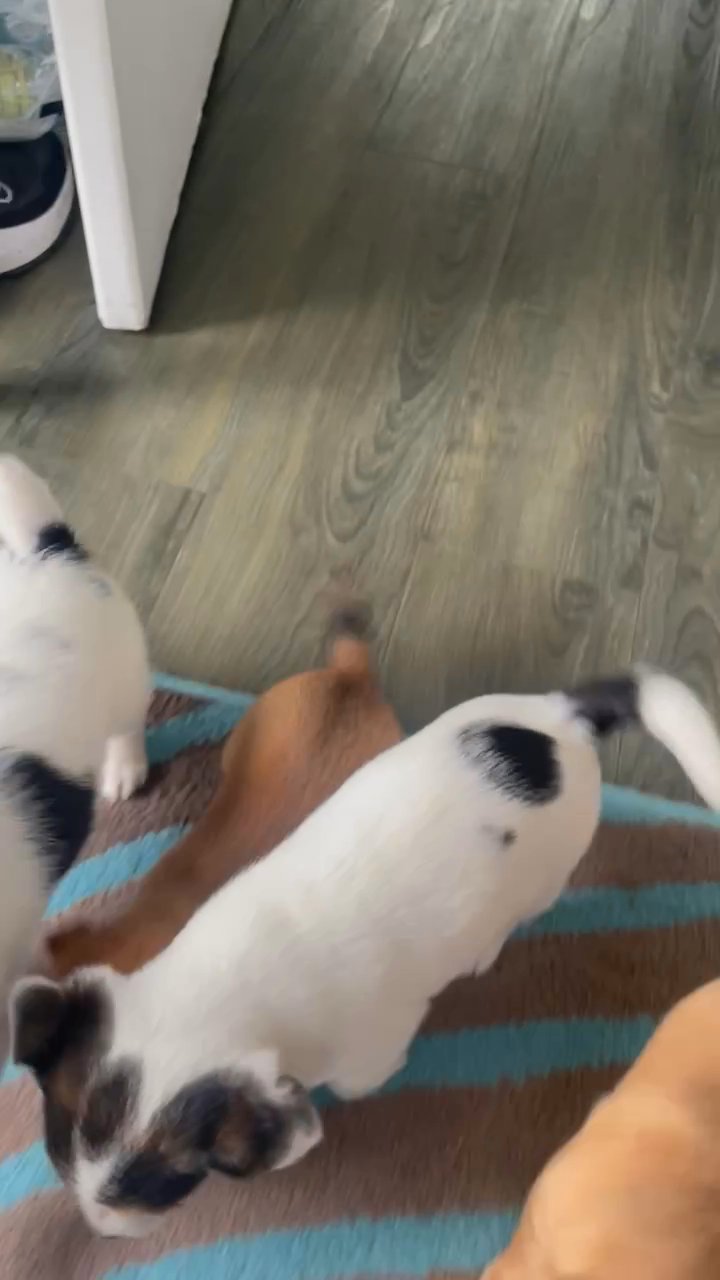 Beautiful Jack Russell puppies in Leicester