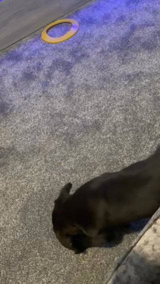 12 Week Cane Corso in Barnsley