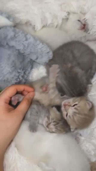 Pedigree British Shorthairs Kittens For Sale. in Birmingham