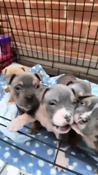 Pocket Bully Puppies. in Birmingham
