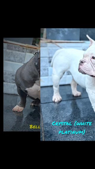 Female Pocket Bully Dogs in Birmingham