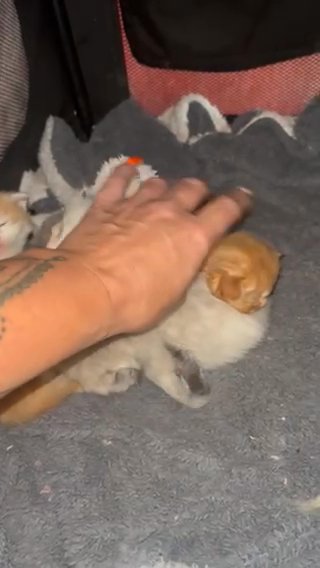 2 Ragdoll Cross Maine Coon Kittens in Harlow