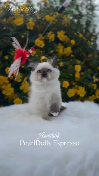 ⭐️GCCF⭐️ Ragdoll Seal Mitted Girl • PearlDolls Espresso in Lincoln