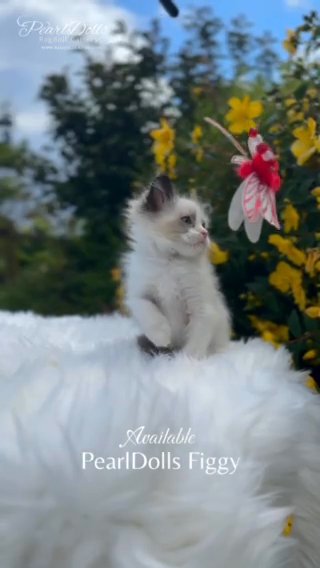 ⭐️GCCF⭐️Seal Bicolour Ragdoll Girl • PearlDolls Figgy in Lincoln