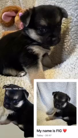 Perfect Teddybear Pom Cross Pups in East Hertfordshire