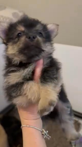 LAST TWO -  Reduced -  Pom X Pups in East Hertfordshire