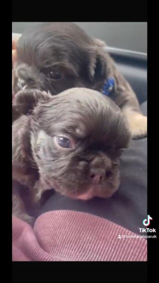Kc Registered Fluffy Frenchies in Rossendale