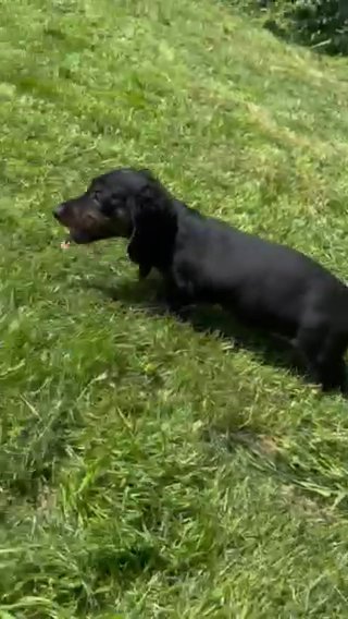 Kc Reg Long Haired Miniature Dachshund Puppy in Wolverhampton