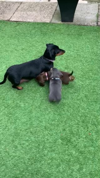 Puppies For Sale in Birmingham